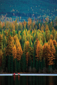 Three Things You Can Do Today To Save the Wilderness Image